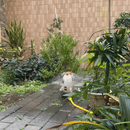 Lança Foguete Brinquedo Verão Brincarzi